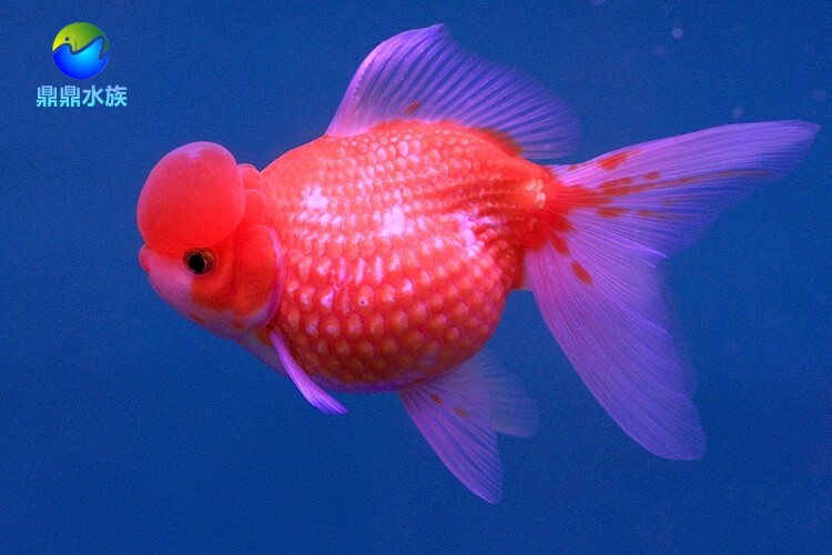 观赏金鱼活体金鱼红白皇冠珍珠玉顶皮球珍珠王冠珍珠金鱼风水招财