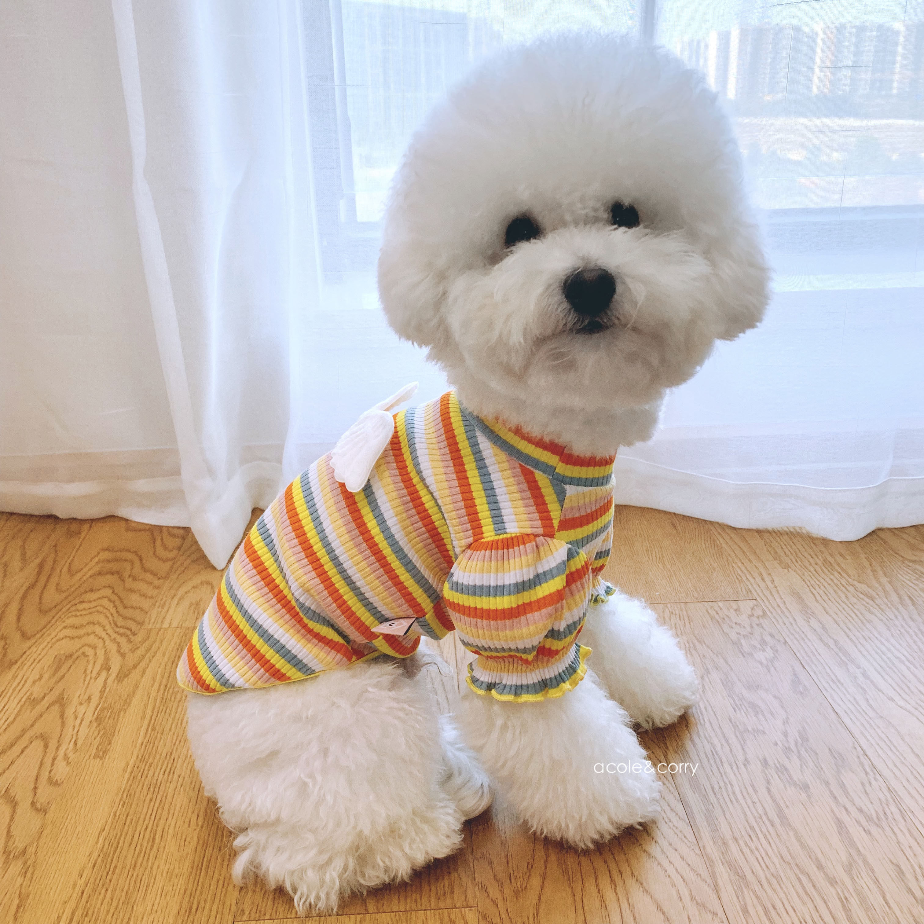 衣服翅膀彩虹宠物小型比熊泰迪泰迪狗狗狗秋冬狗宠物服装