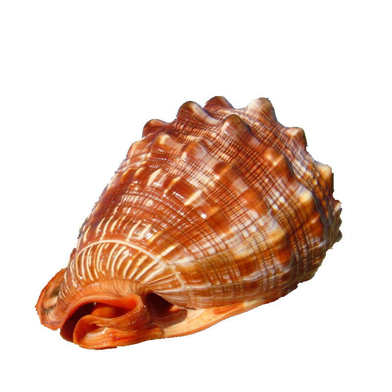 万宝螺鱼缸摆件地中海橱窗装饰水族造景礼品小礼海螺