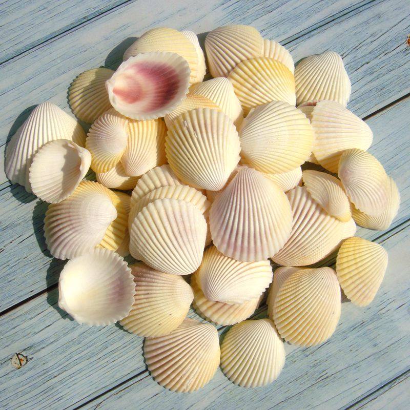 贝壳天然diy装饰贴墙橱窗毛贝造景鱼缸水族海螺