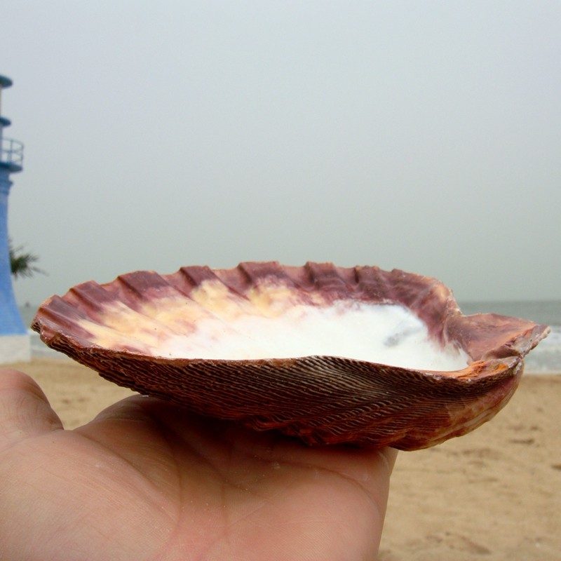 贝壳狮爪贝天然超大贝壳家家居家居装饰装饰品扇贝摄影海螺