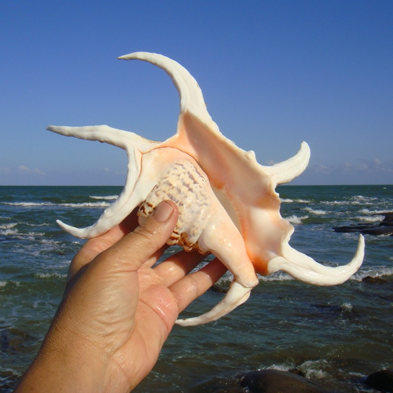 六角天然大海海螺贝壳水字蜘蛛家居地台装饰品海螺