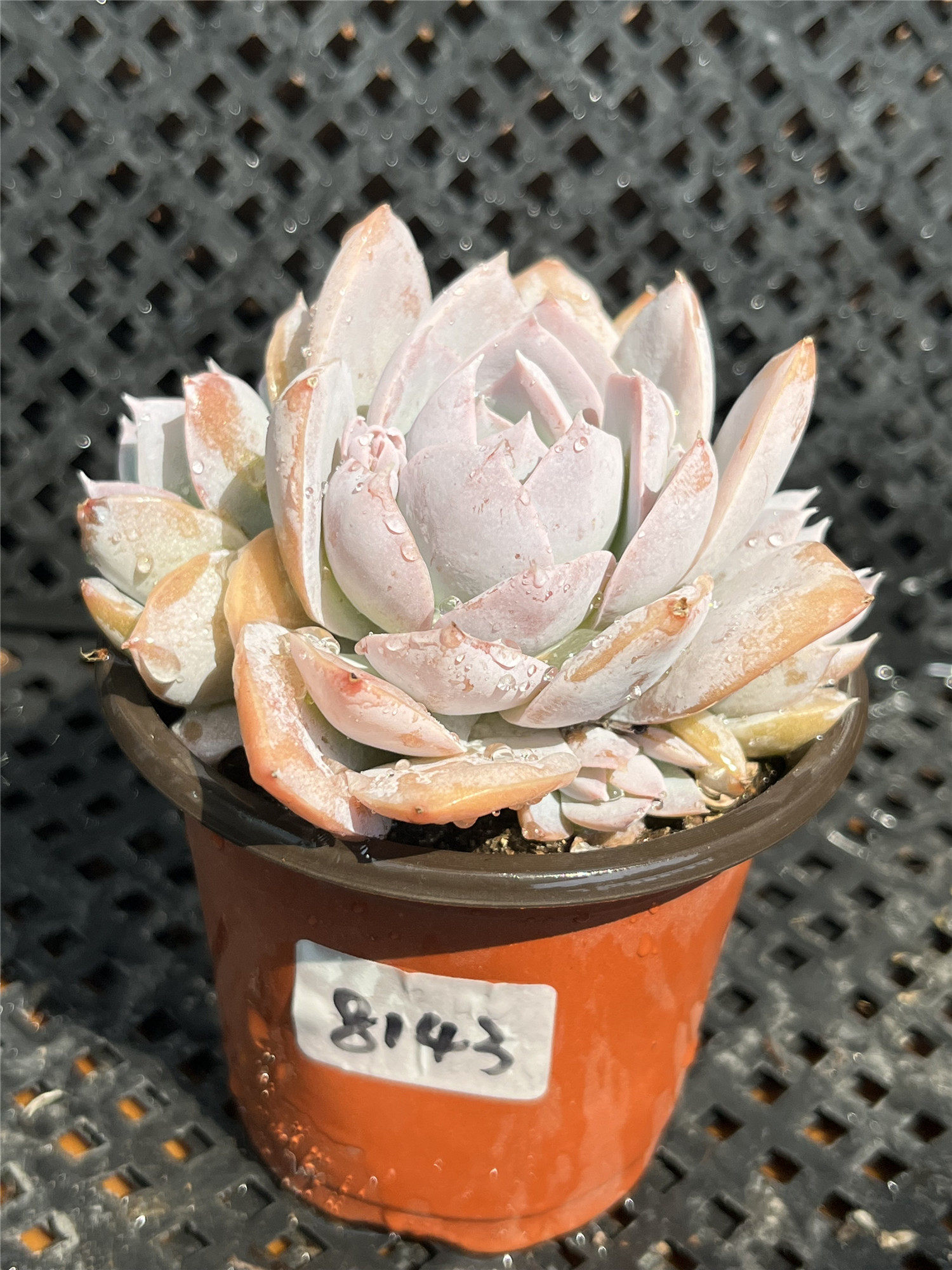 雪美人雪桃多头群生多肉老桩一物一拍多肉植物