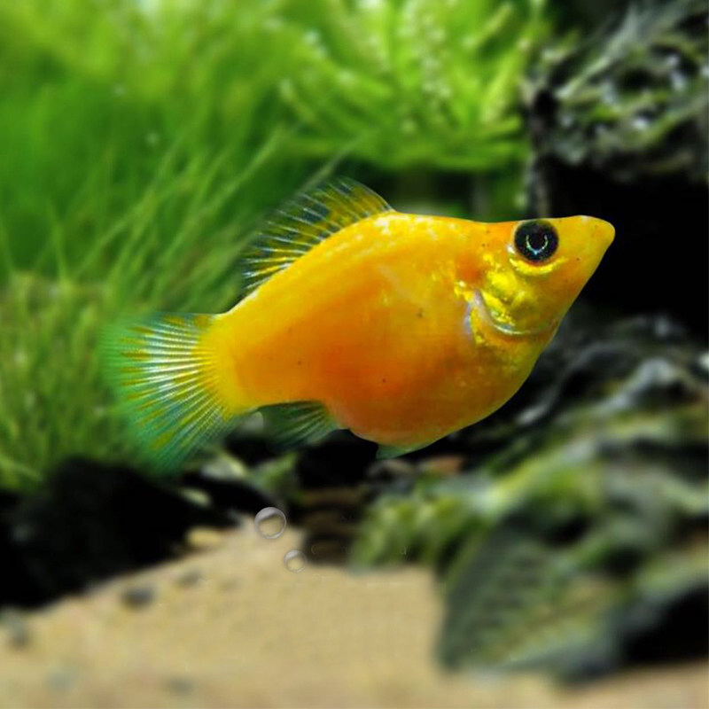 玛丽皮球草缸油膜胎生鱼会生小鱼小型热带鱼活体鱼