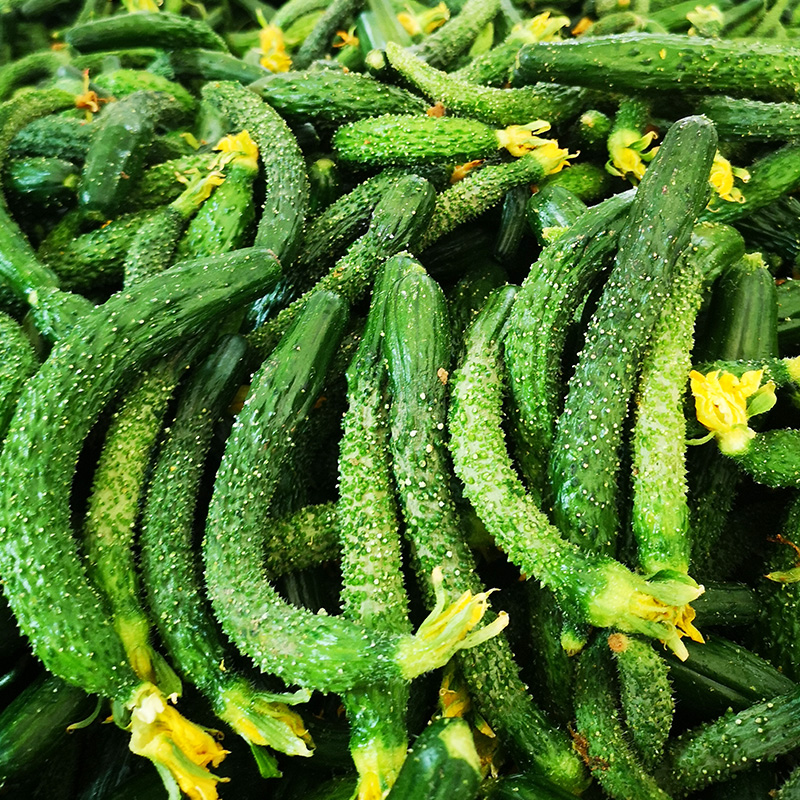 黄瓜蔬菜小黄瓜新鲜扭腌咸菜小青瓜迷你可吃5斤黄瓜