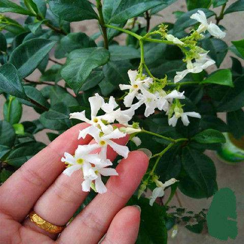 植物茉莉庭院爬藤银丝风车盘龙桂花四季常绿时令草本花卉