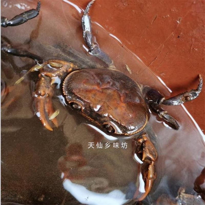 螃蟹四川鲜活新鲜特大野生淡水石蟹宠物活体蟹