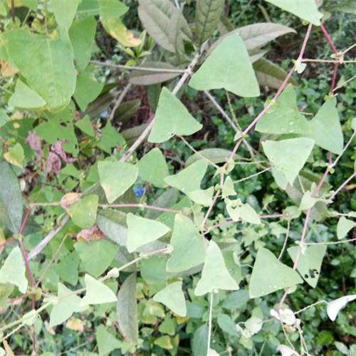 四川川野长扛板归全草猫爪刺藤犁头三角盐酸其他药食同源食品