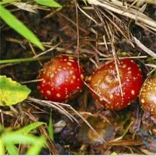 野生地石榴地枇杷野地瓜苗地果地瓜藤地胆紫过山龙种植药材 5株苗