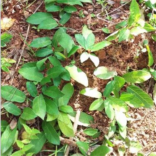 野生地石榴苗地枇杷野地瓜苗地果地瓜藤地胆紫过山龙种植藤药材苗
