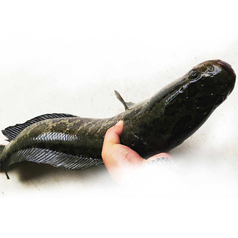 沱湖鲜活当天现杀冰鲜 野生黑鱼/乌鱼/财鱼35一斤全国三斤包邮