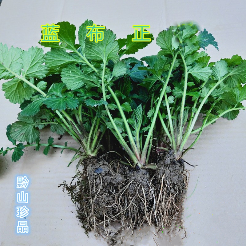 贵州青蓝布正药兰头晕杨梅正水蓝布路边道地其他药食同源食品