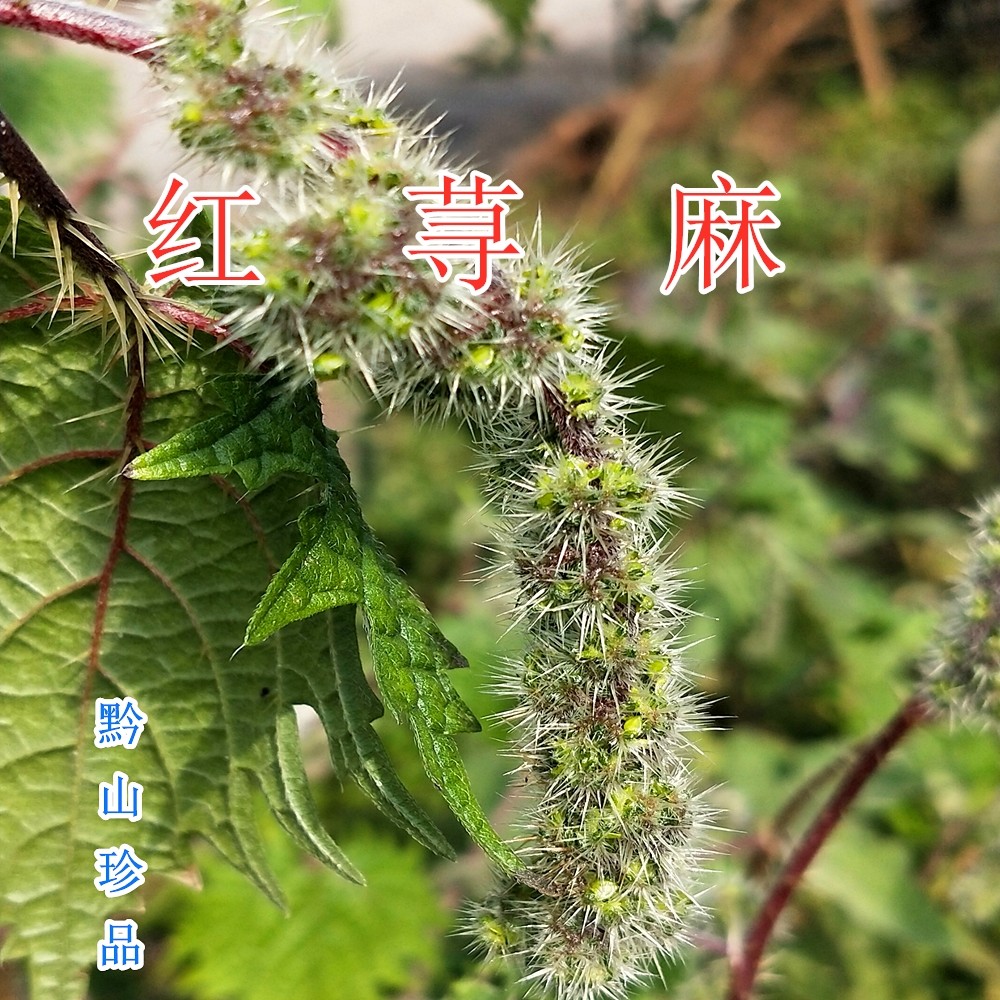 贵州草药蜇人咬人草红活麻草火麻草中药材荨麻绿植