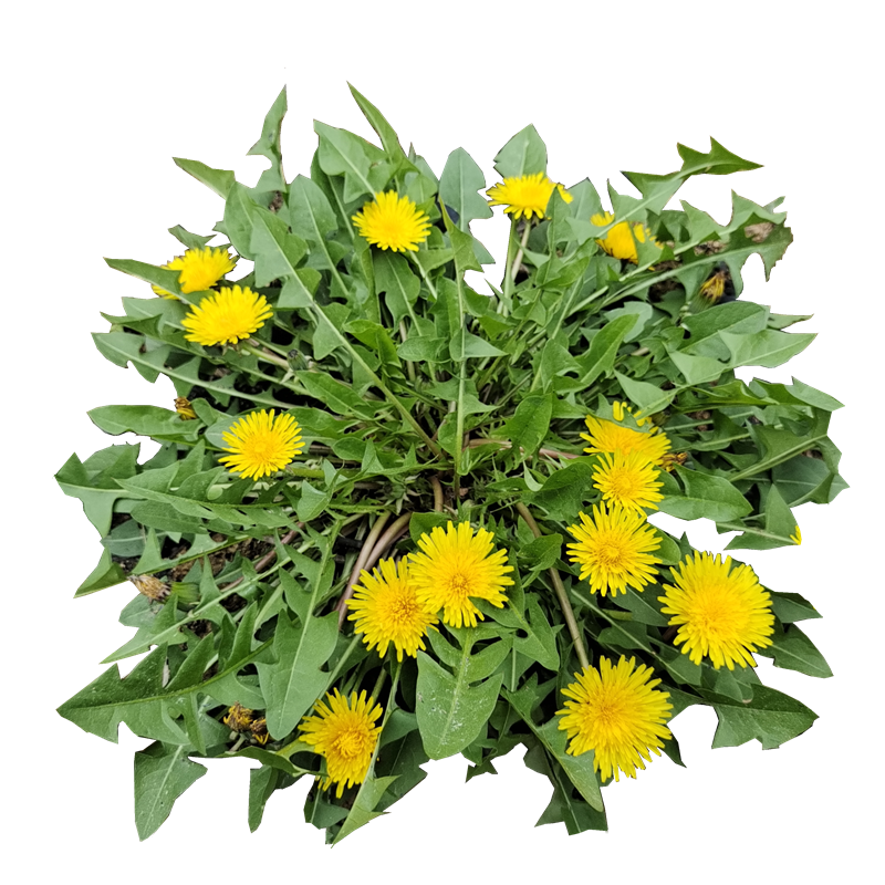 蒲公英黄花地丁中药材蒲公新鲜现挖全草整株带根其他药食同源食品