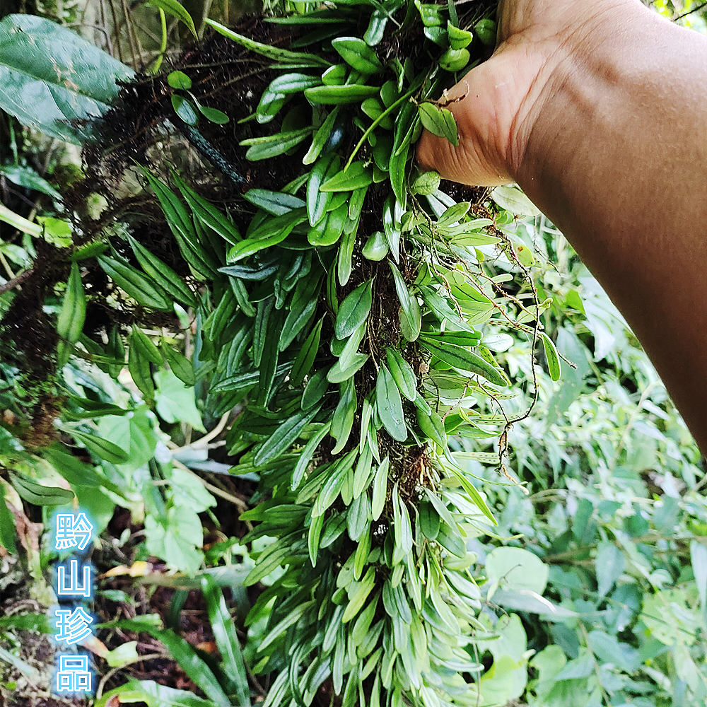 瓜子贵州草药深山抱石莲抱树莲金石金星菜瓜其他药食同源食品