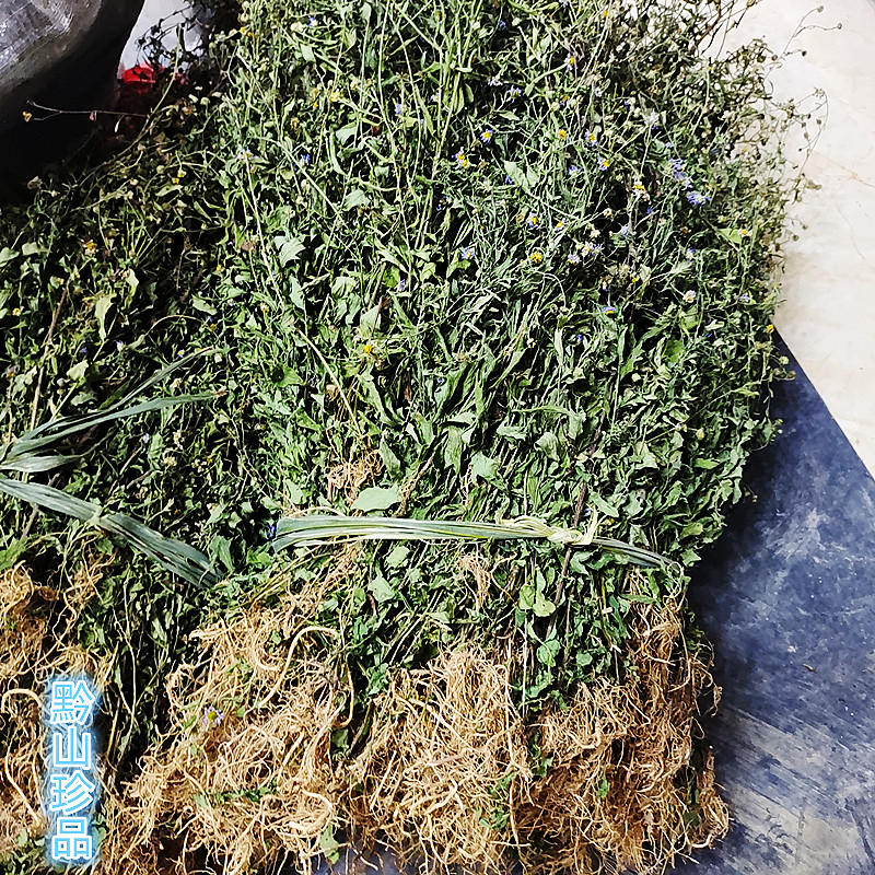 马兰贵州草药田边菊鱼鳅串马郎头红梗菊根绿植