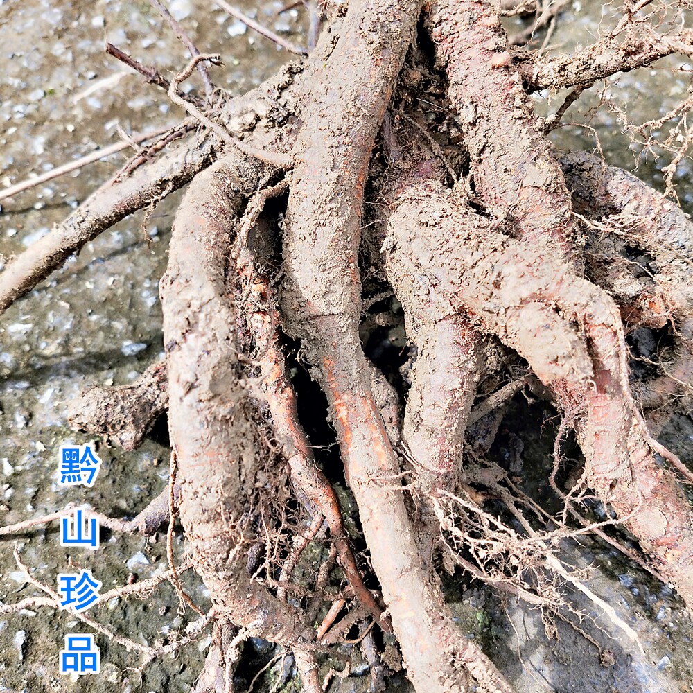 糯米天然深山新鲜菜根雾水葛捆仙绳玄麻根中草药其他药食同源食品