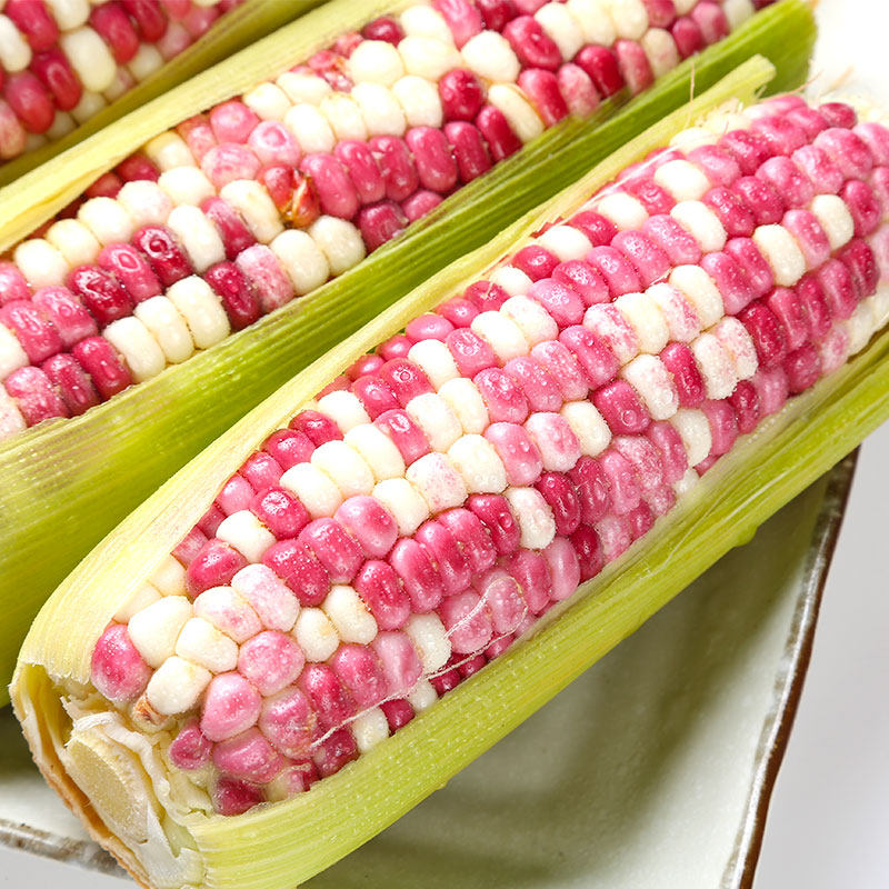 五彩糯玉米(花糯玉米) (称重) 约600-700g/份