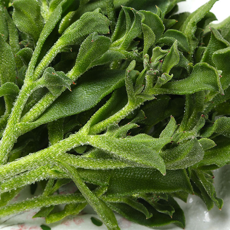 冰草200g冰菜蔬菜叶菜类