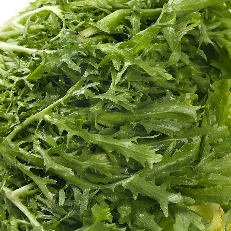 苦菊200g苦苣苦菜苦麻狗牙生菜蔬菜叶菜类