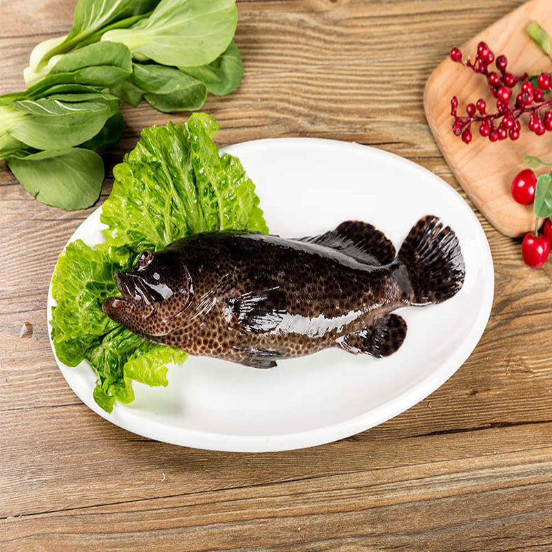 鲜活老虎石斑鱼400g斑鱼