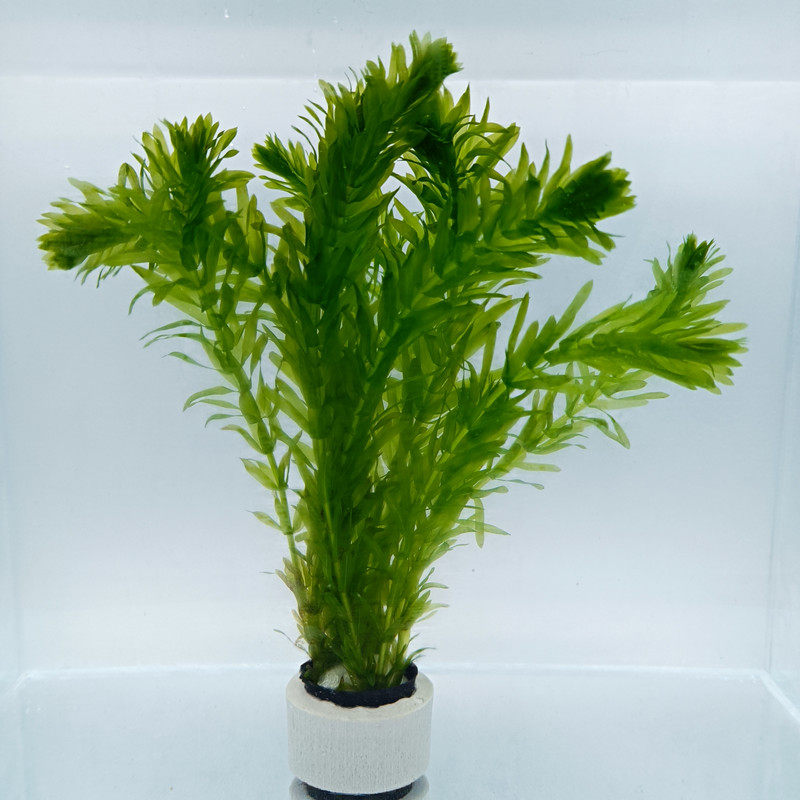 鱼缸蜈蚣水草浮萍净化水质养鱼懒人装饰造景水草