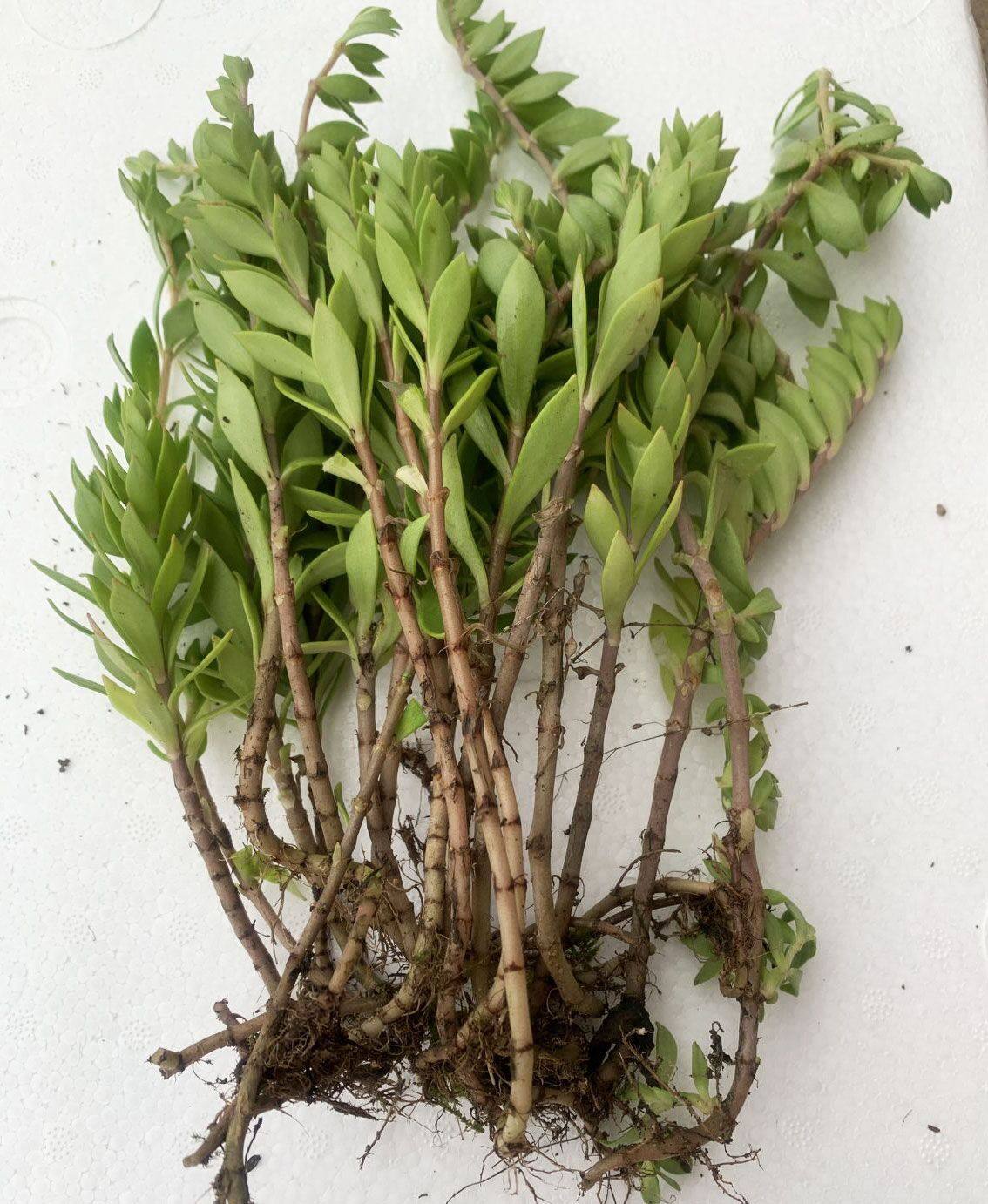 垂盆视同植物茶种解毒肝护款养央视食用新鲜绿植