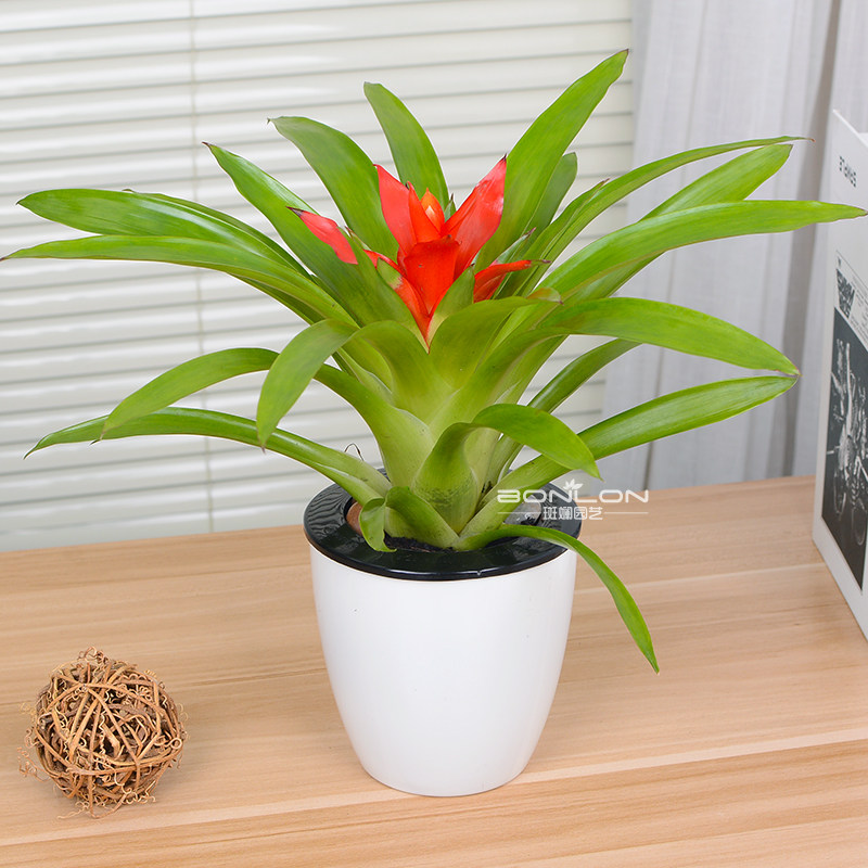 小红星凤梨鸿运当头小盆栽绿植花卉办公桌防辐射桌面植物