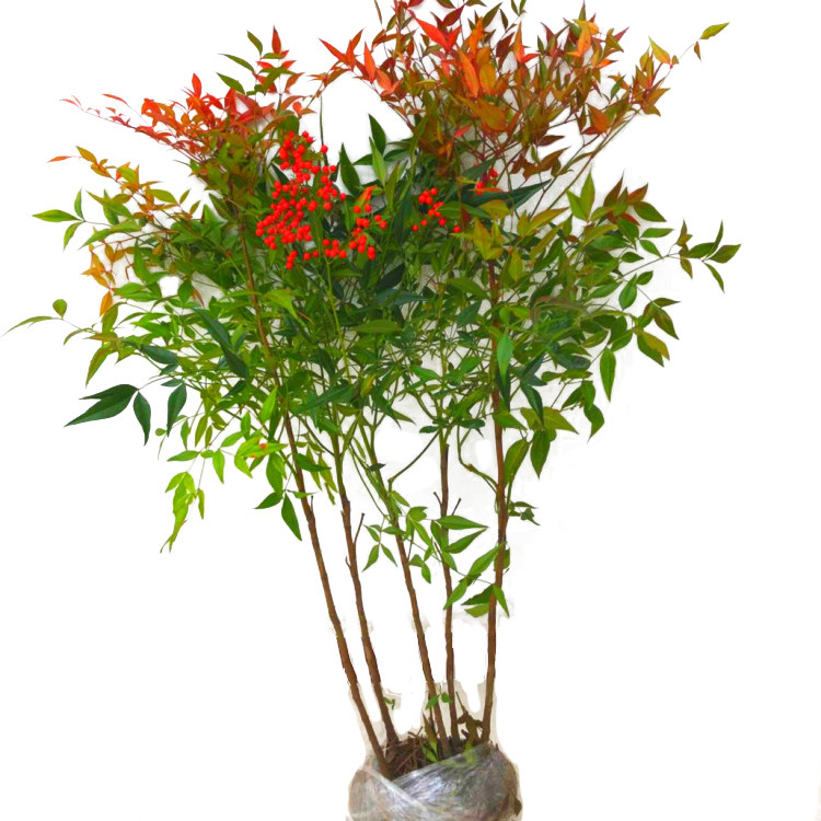 南天天竹室内天竺植物庭院观叶植物苗木绿化工程红天绿植