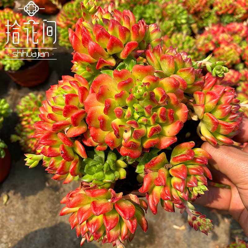 小灯笼超级蒂亚大老多头多肉植物物拾花间一颗多肉植物