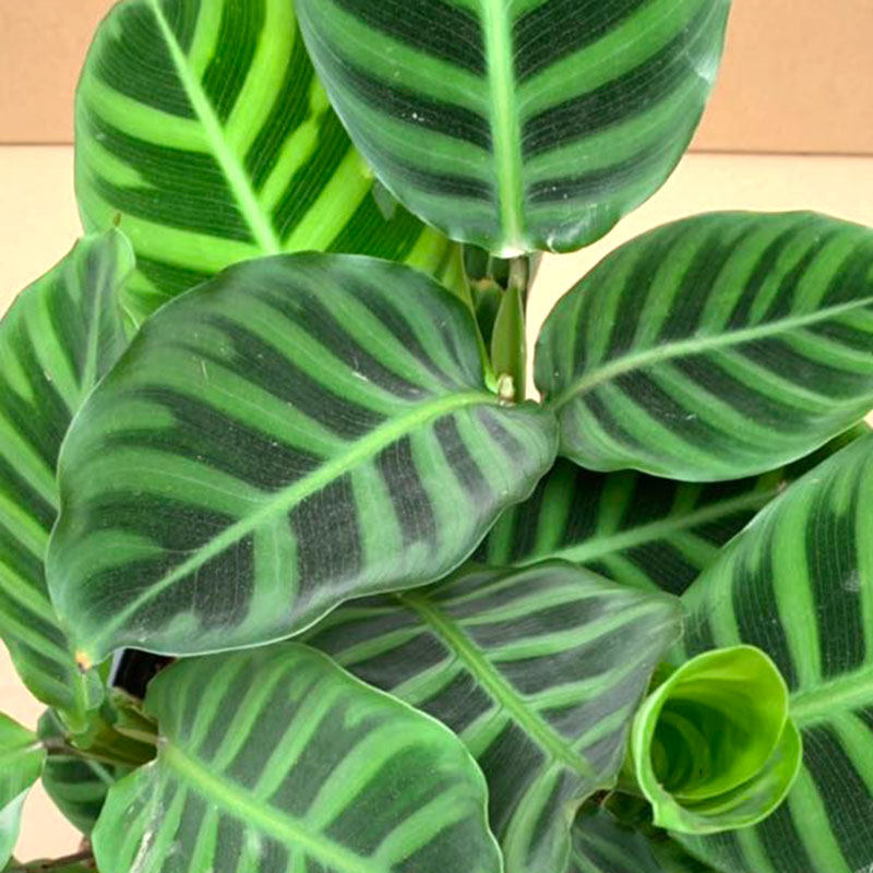 花卉天鹅绒盆栽斑马绒叶室内客厅四季常青高档绿植