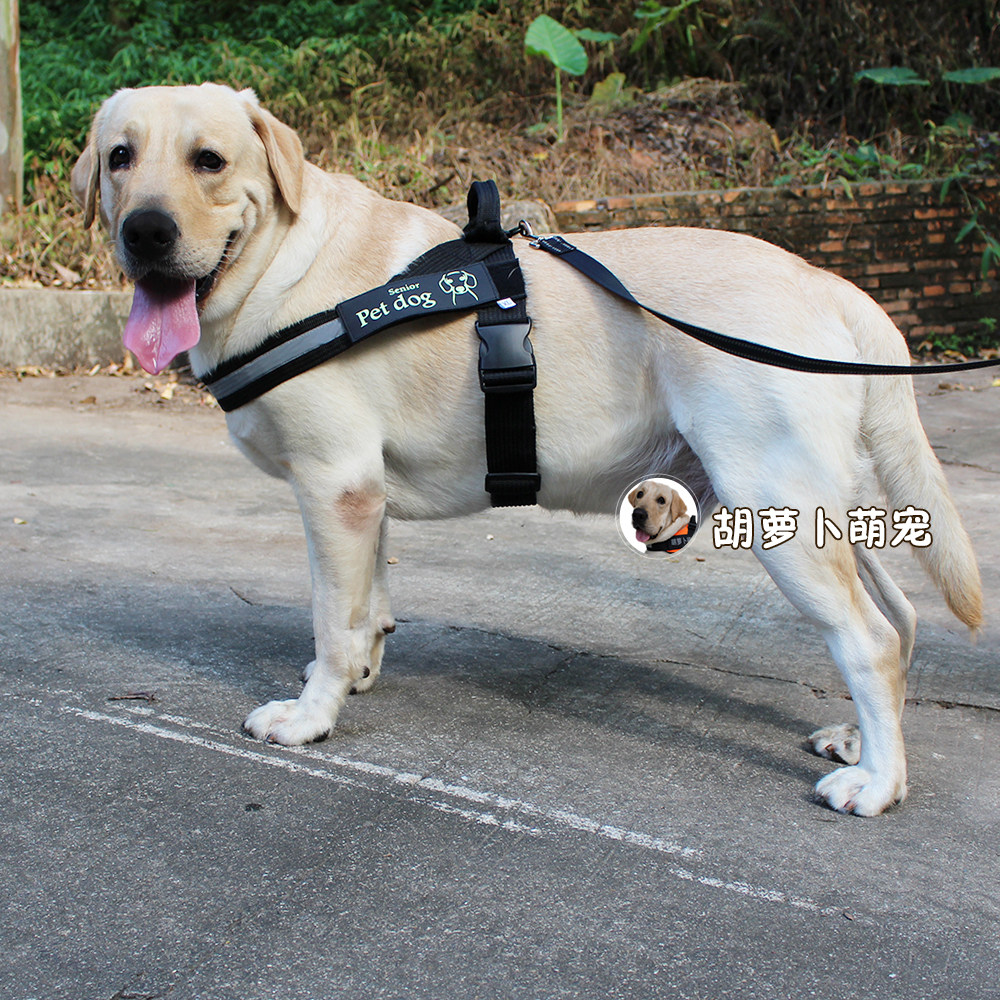 织带加宽加厚防爆冲狗背带拉布拉多金毛中大型犬狗狗牵引绳