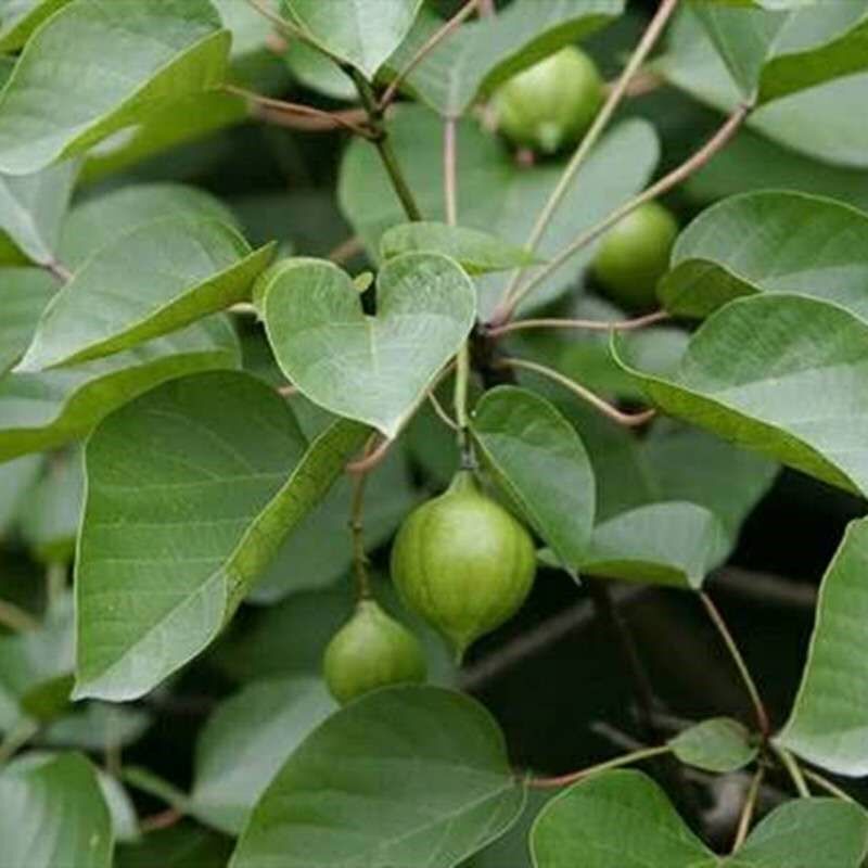 重庆特产新鲜野生桐子果现大山自然生长油桐其它