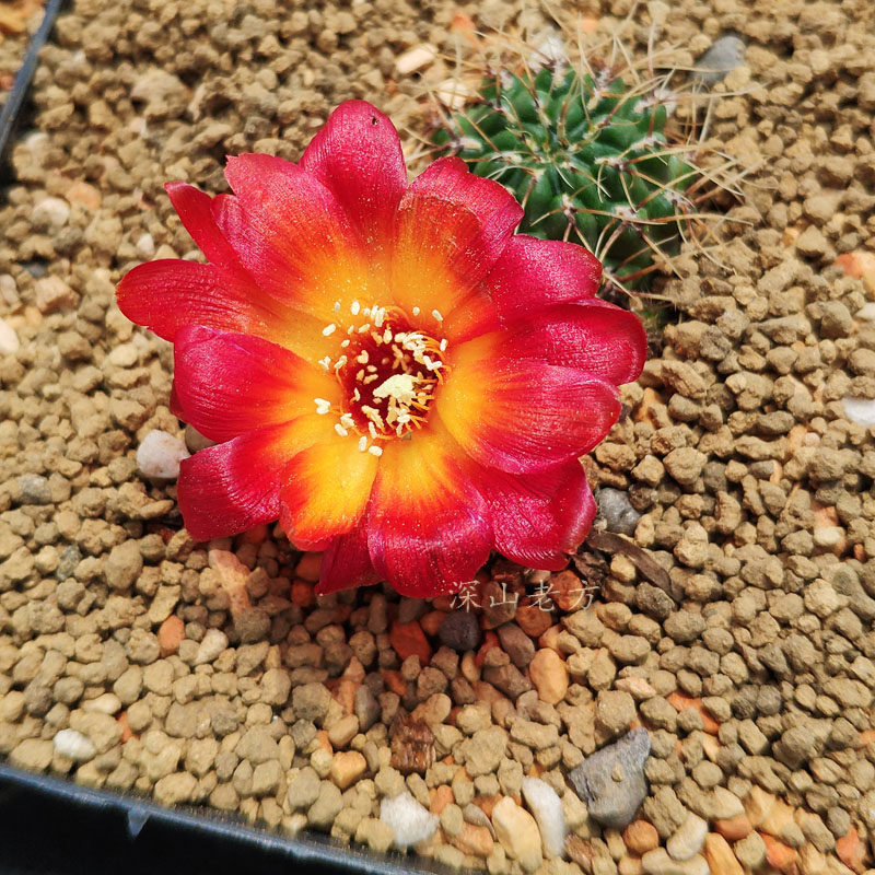 火焰山仙人球沟宝山红花阳台绿植窗台甲醛迷你多肉植物