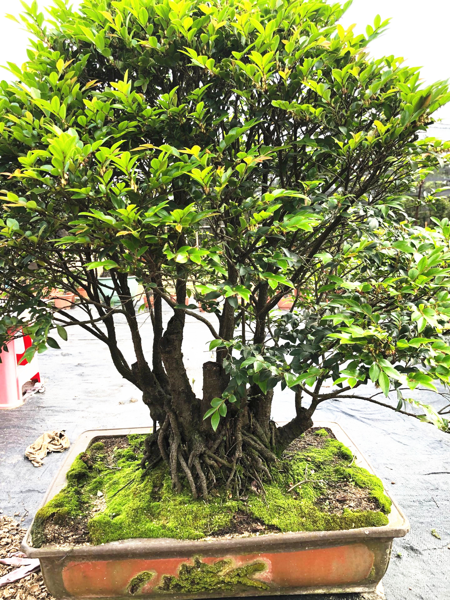 名贵小叶檀香紫檀檀树盆景树桩植物盆栽室内绿植