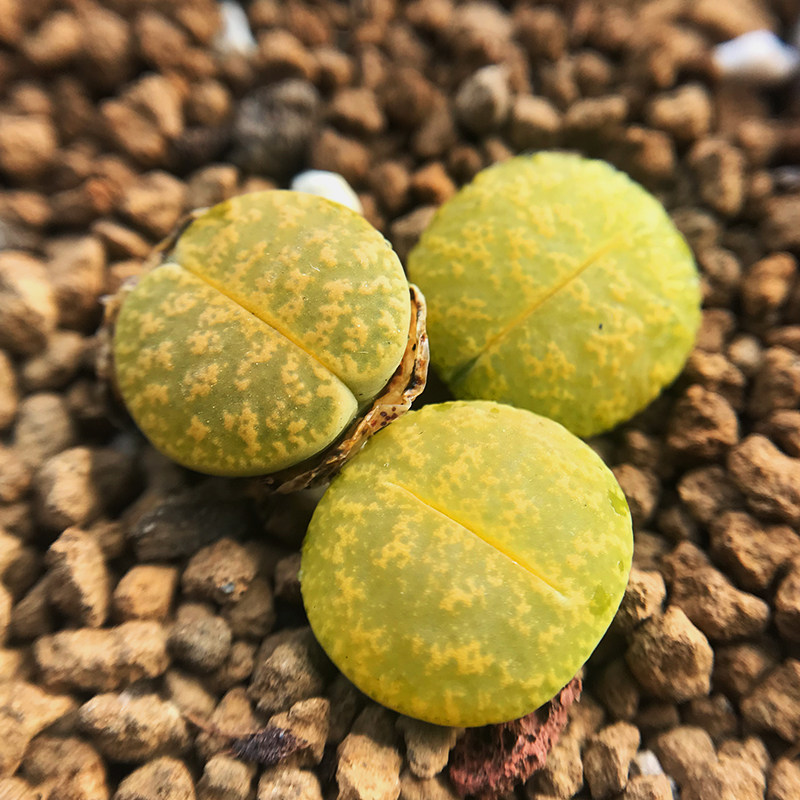 生石pp屁股紫熏盆栽迷你花迷阳台花多紫勋多肉植物