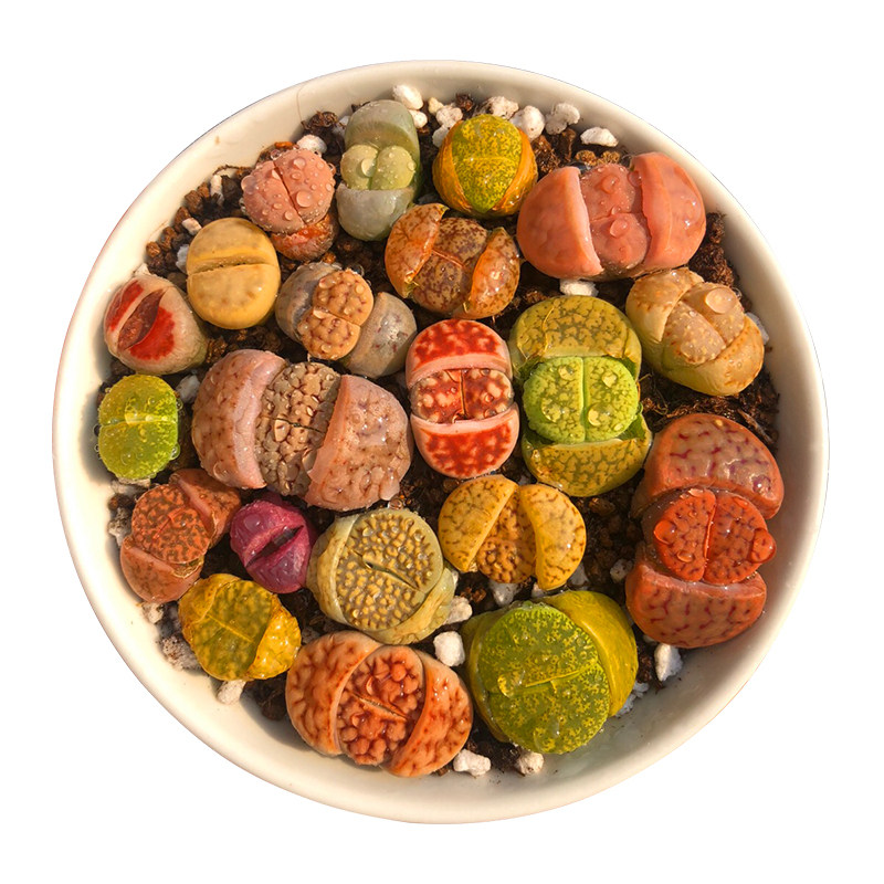 生石拼盘新手套餐多肉植物石头屁股花彩彩色多肉植物