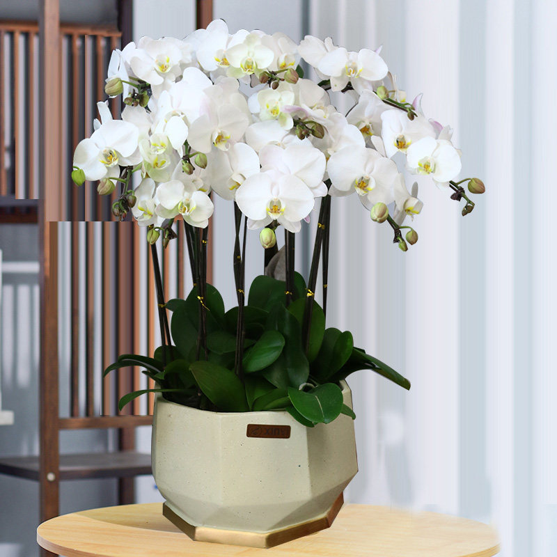 送花上海蝴蝶蝴蝶兰兰花开业乔迁绿植盆栽鲜花速递花卉