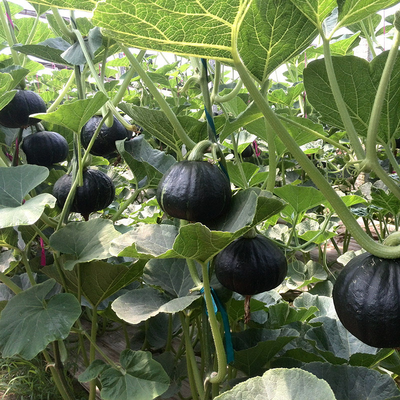 南瓜江淮园艺黑帝种子大果优质黑皮20克120粒蔬菜种子