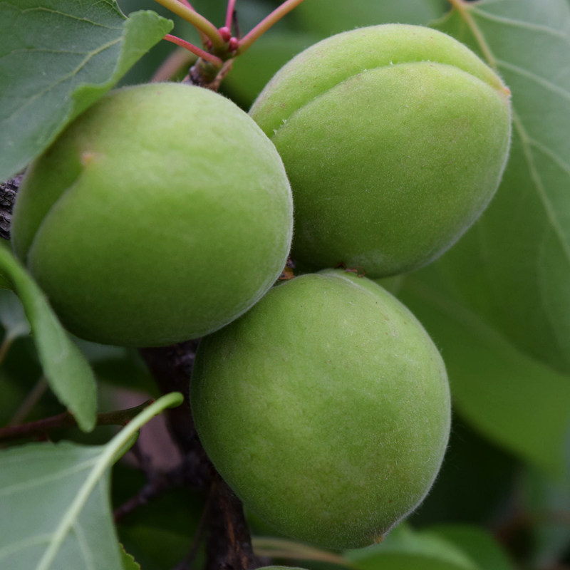 2022当季现摘新鲜水果孕妇酸脆农家时令绿酸杏