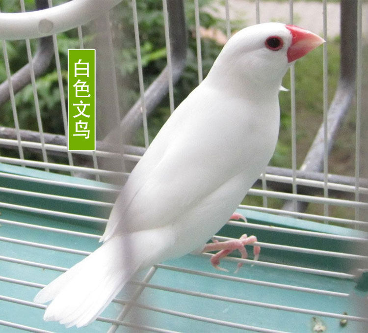 送鸟观赏鸟幼珍珠鸟繁殖白文鸟宠物鸟手玩鸟活体鸟