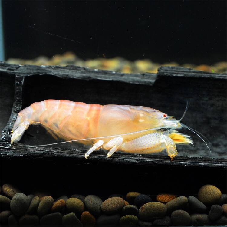 巨网非洲野生进口活体热带宠物清理杂食虾