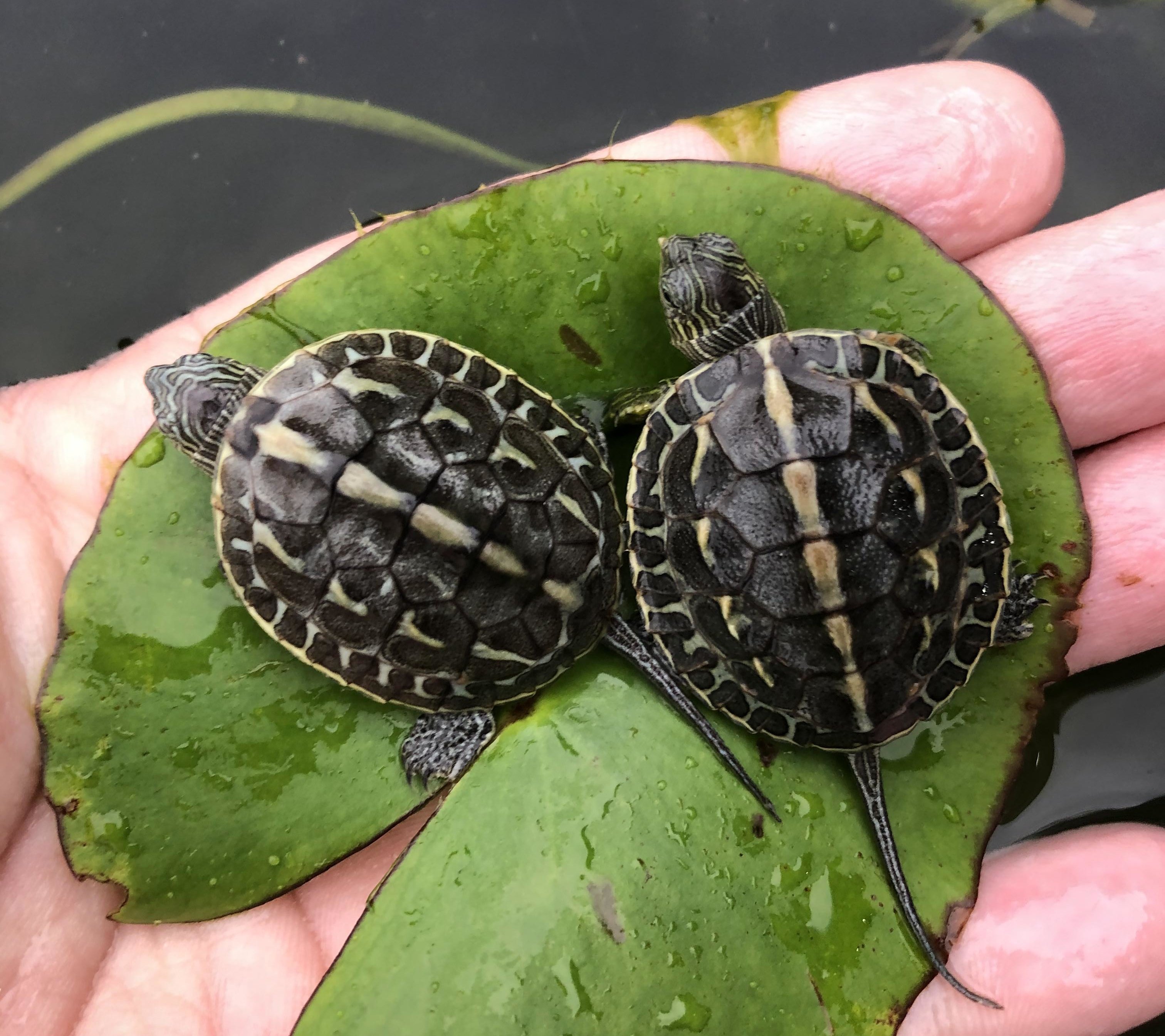 珍珠花龟活体乌龟六线龟苗情侣招财外塘观赏龟