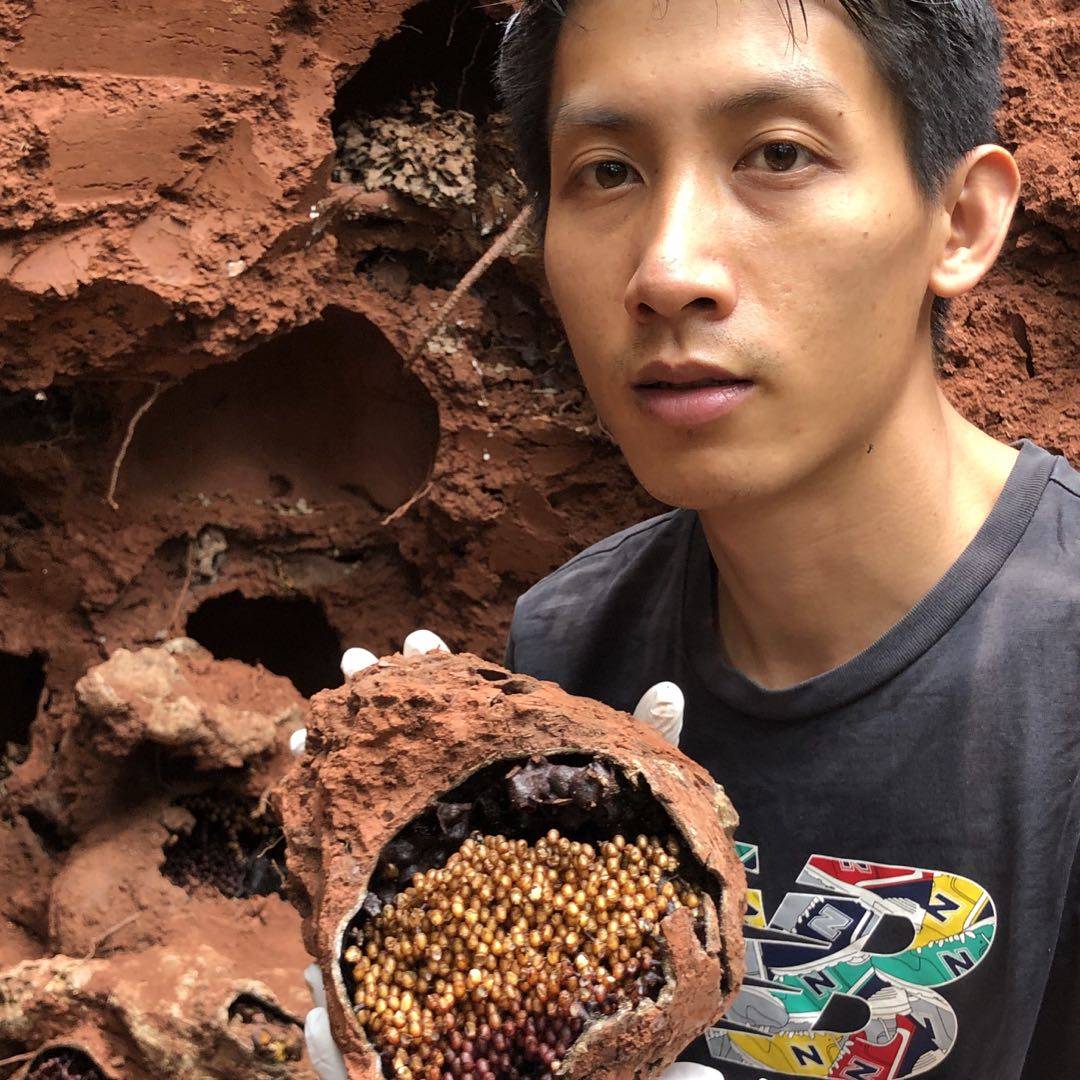 全程直播顺丰云南西双版纳天然精品无刺蜂土酸蜂百花药蜜花粉套餐