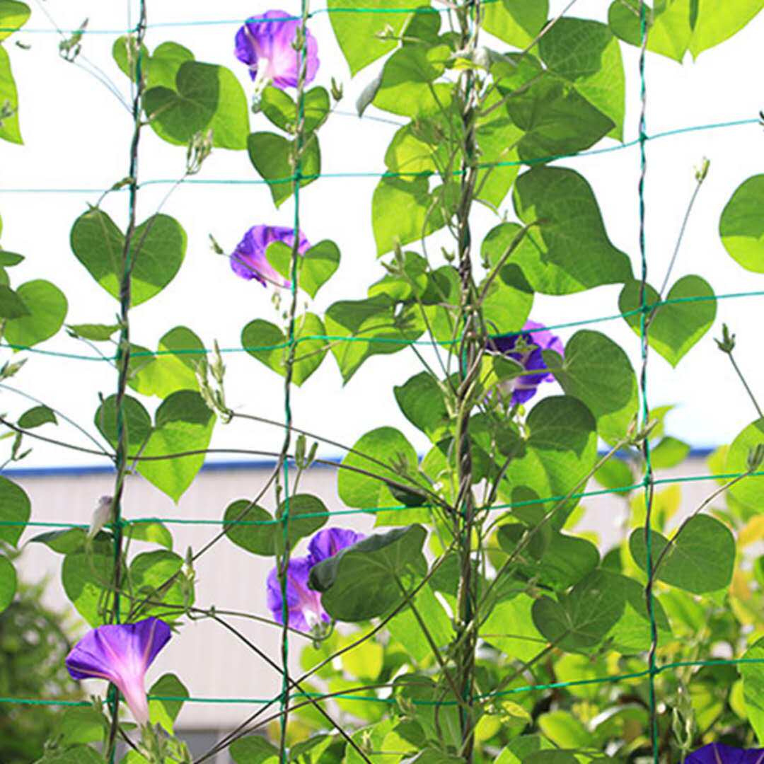 豆角架黄瓜架子爬藤网植物攀爬苦瓜专用网豆角爬藤网植物拉绳