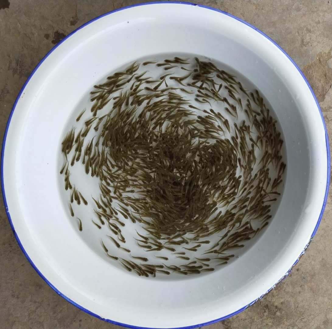 鲫鱼鱼苗中科三号条形优质良种巨鲫大板重庆鱼