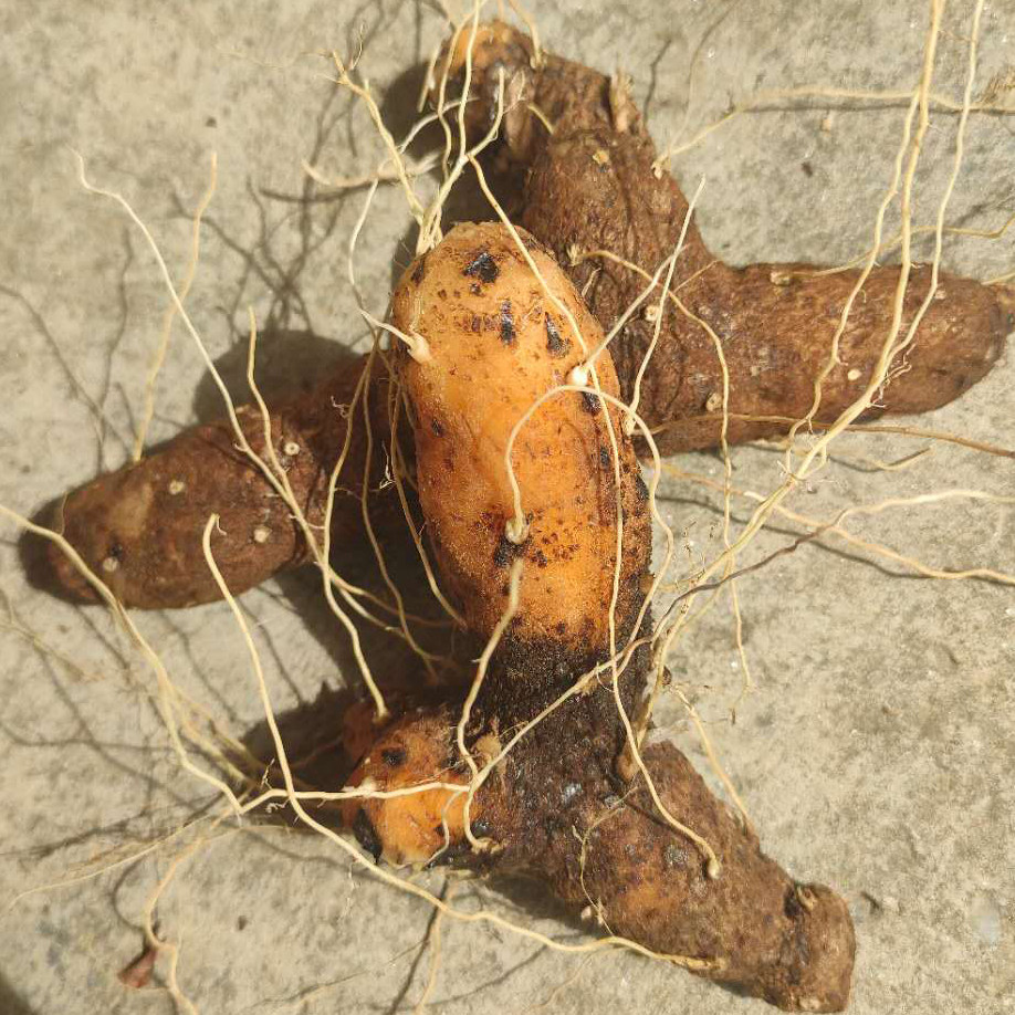 新鲜野生火头黄姜药食两用陕西食用农产农产品其他药食同源食品