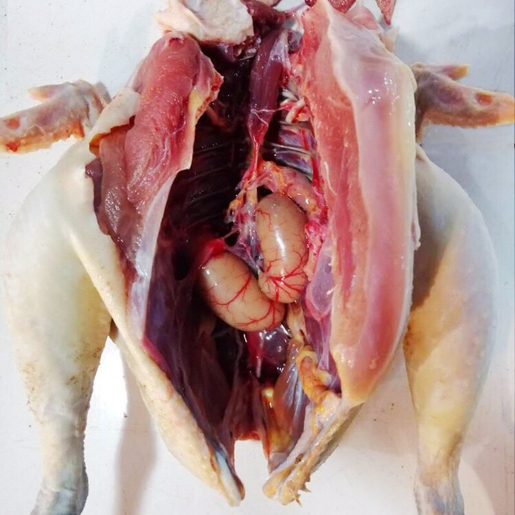 四川土鸡正宗农家散养走地公鸡农村溜达老公鸡笨鸡黑脚草鸡土公鸡