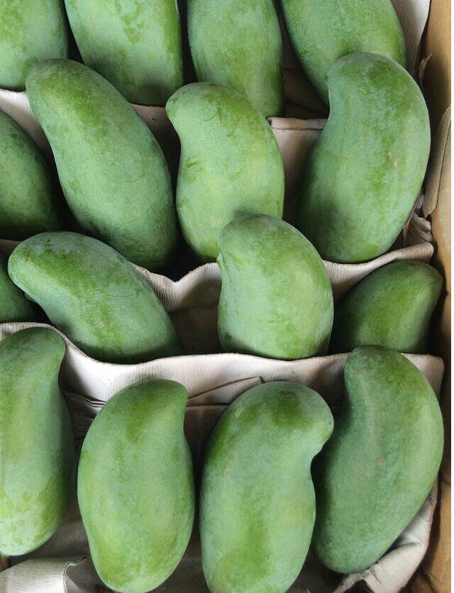 小桂七芒果新鲜水果广西百色田东特产芒果5斤包邮农家自摘青芒