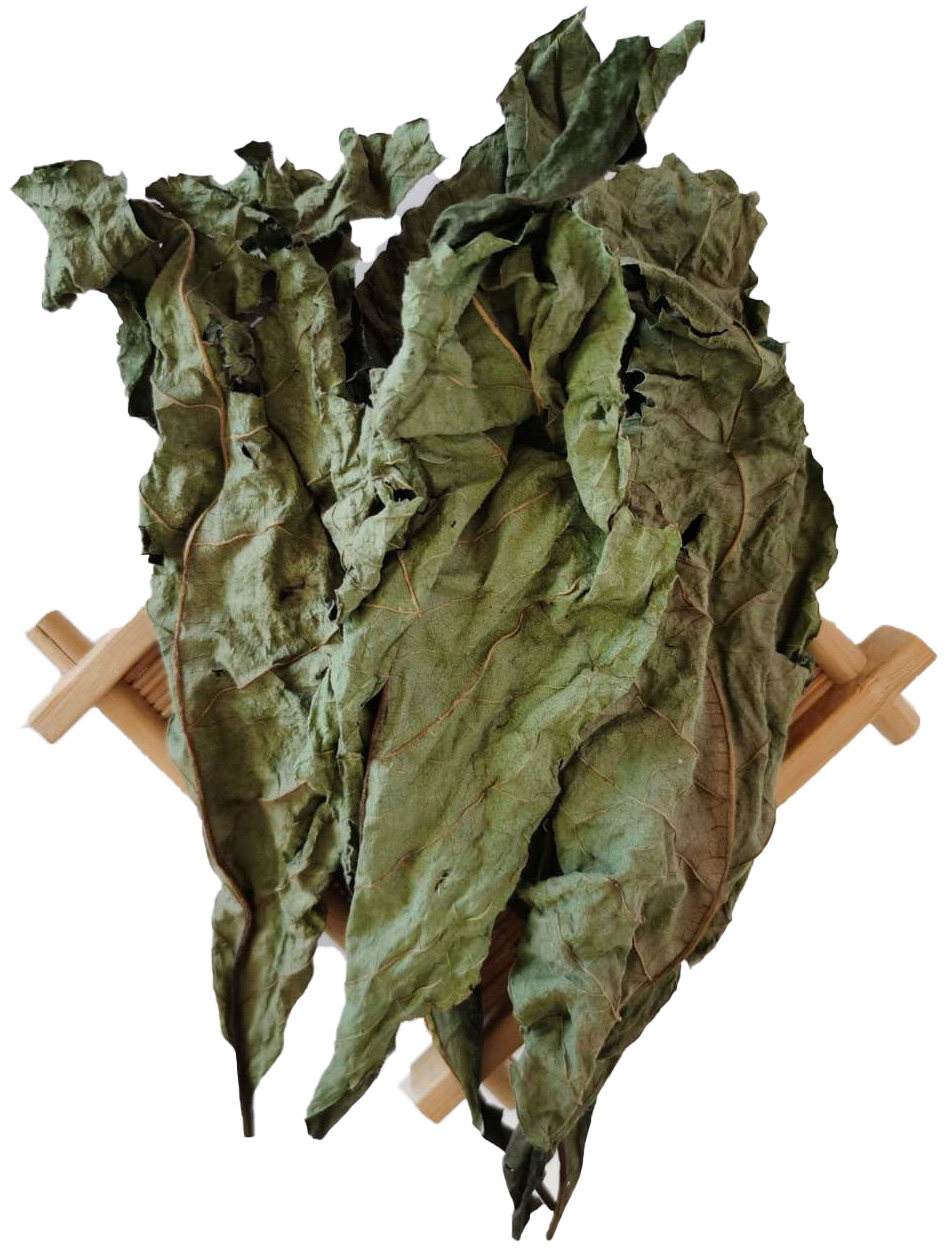 南非正宗叶干叶将军叶苦胆苦胆叶杏叶斑鸠菊干品尖绿植